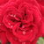 Vörös - Teahibrid rózsa - Royal Velvet